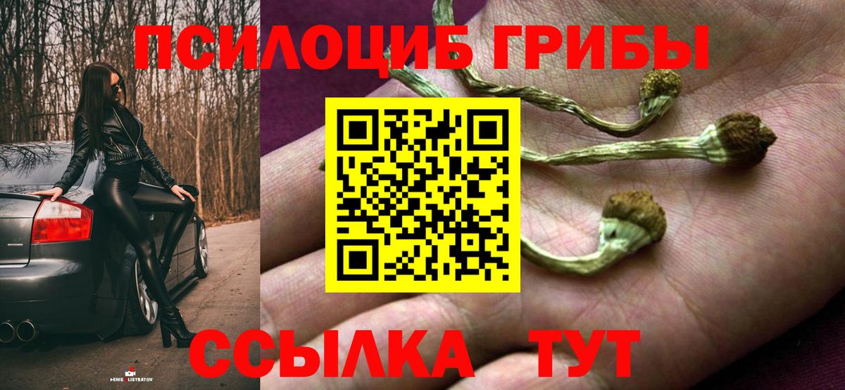 Галлюциногенные грибы Psilocybe Кулебаки